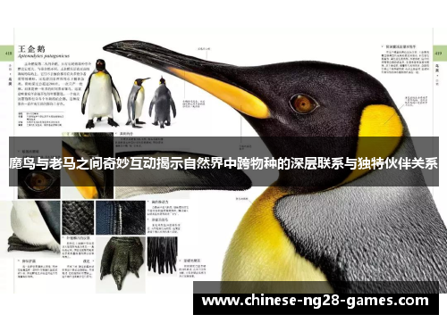 魔鸟与老马之间奇妙互动揭示自然界中跨物种的深层联系与独特伙伴关系